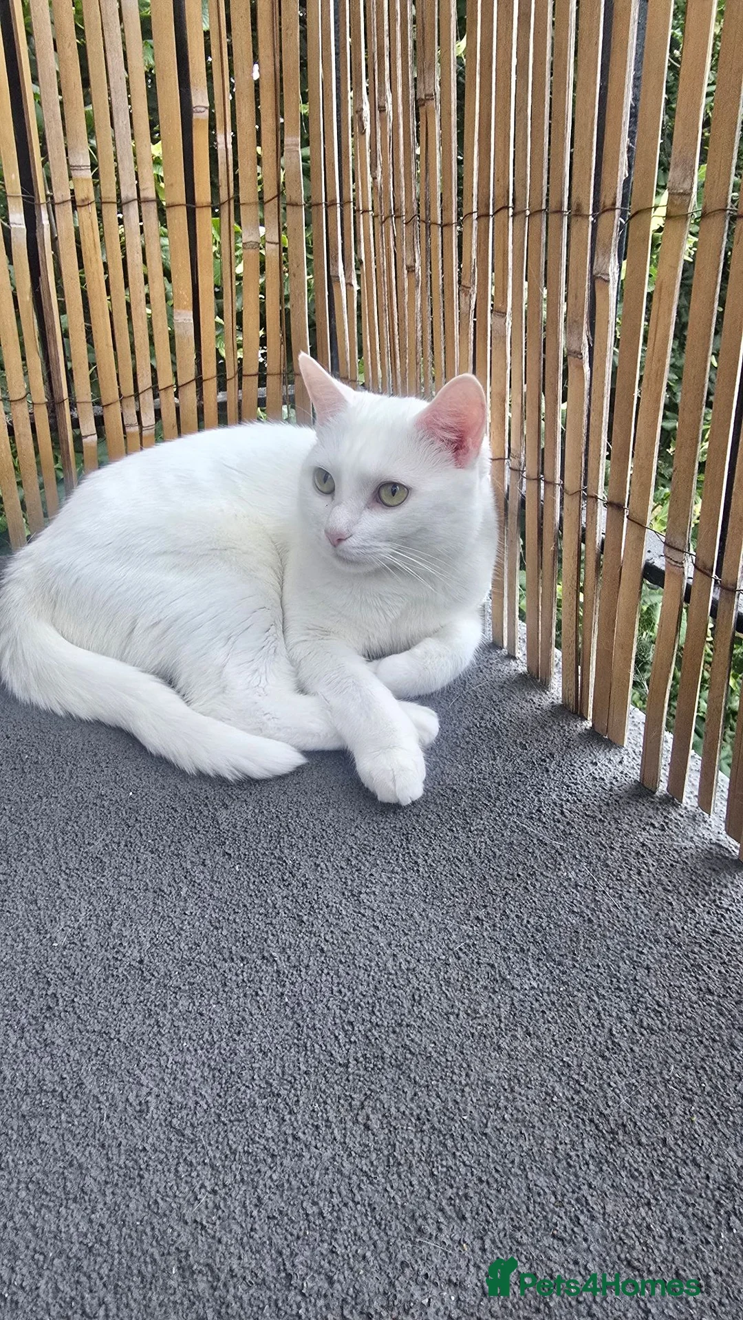 Turkish Angora cats for sale: Bella looking for new home Free  - Advert 2