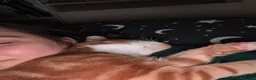Mixed Breed cats for sale: Playful ginger boy Sheldon needs new loving home in Walsall - Advert 11