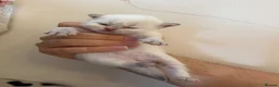 British Longhair cats for sale: BRITISH LONG HAIR NY12 GOLDEN SHADED & WHITE - Advert 8