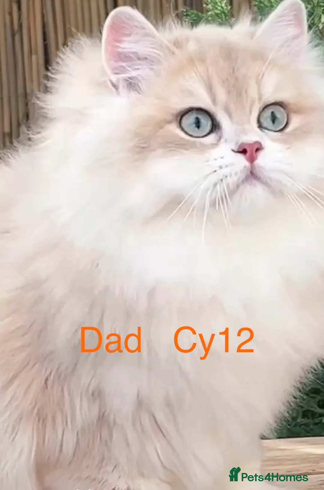 British Shorthair cats for sale: 🩷 Amazing Ay12 Golden British Shorthair Girl 🩷 - Advert 2