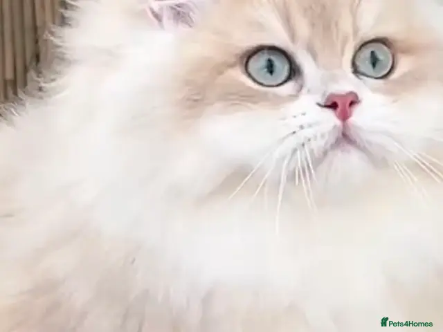 British Shorthair cats for sale: 🩷 Amazing Ay12 Golden British Shorthair Girl 🩷 - Advert 2