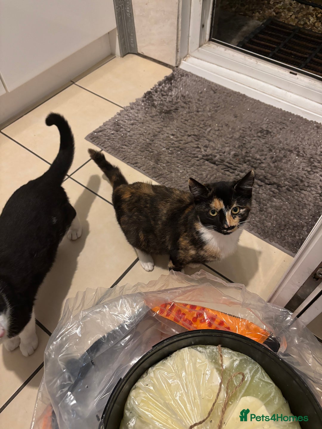 European cats for sale: Kittens for Sale  - Advert 2