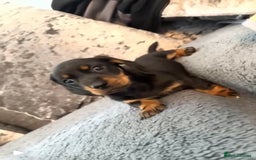 Dachshund dogs for sale: Dachshund girl pup - Image 4