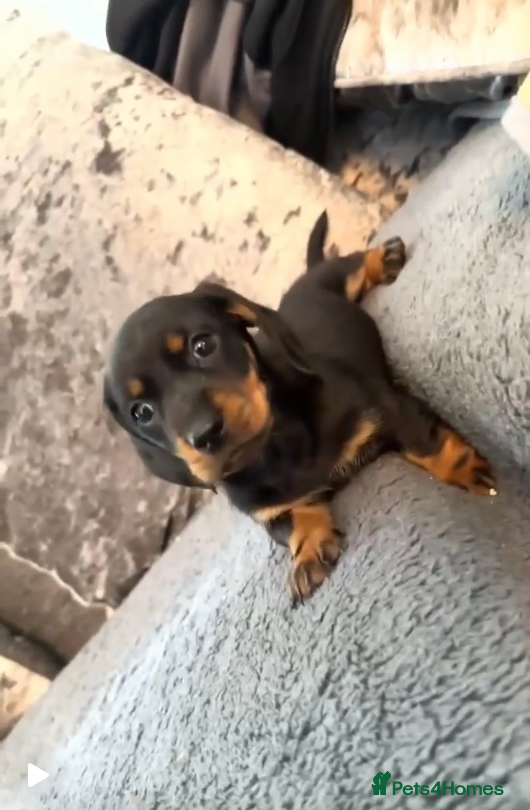 Dachshund dogs for sale: Dachshund girl pup - Image 4