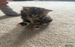 Ragdoll cats for sale: Ragdoll and Russian blue mix - Image 15