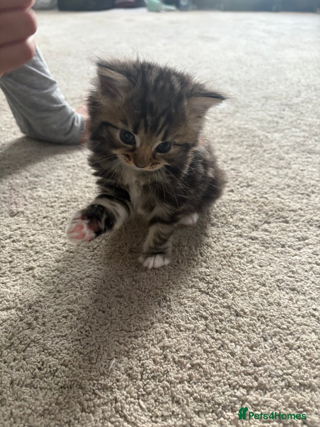 Ragdoll cats for sale: Ragdoll and Russian blue mix - Image 15