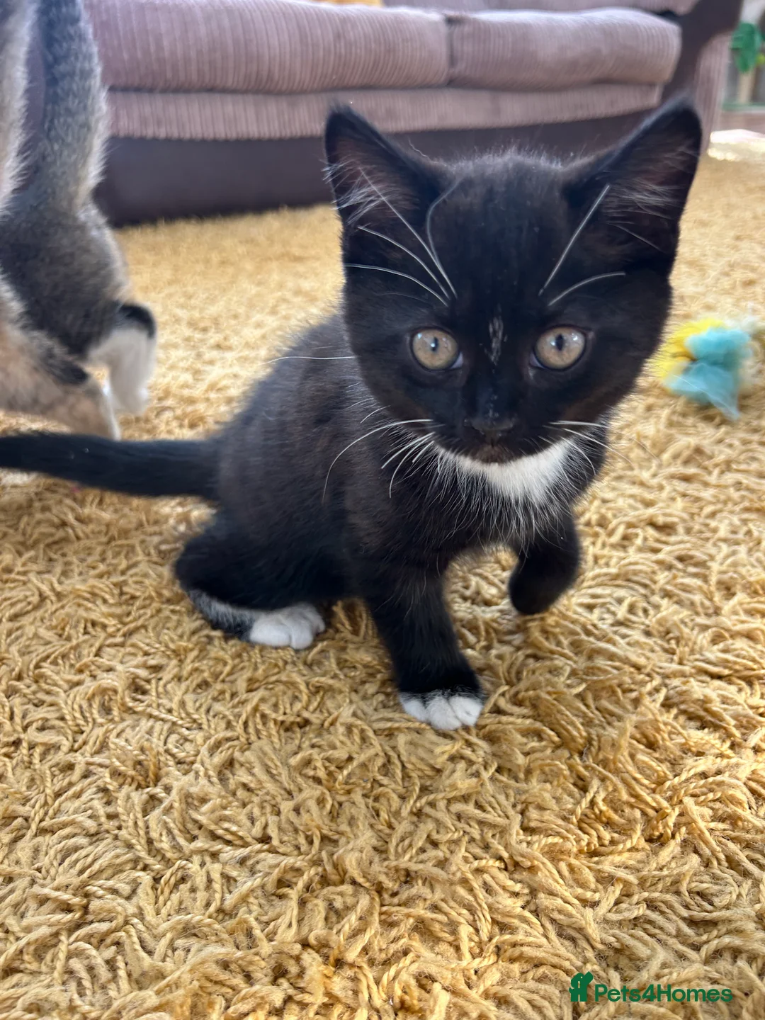 Mixed Breed cats for sale: Half British Short hair mixed breed  - Advert 2