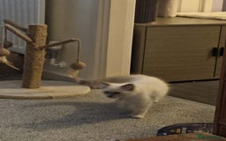 Ragdoll cats for sale: Pure Ragdoll Kittens (Mitted) Only 1 male left  - Image 5