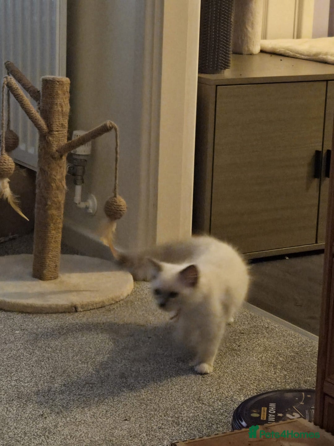 Ragdoll cats for sale: Pure Ragdoll Kittens (Mitted) Only 1 male left  - Image 5