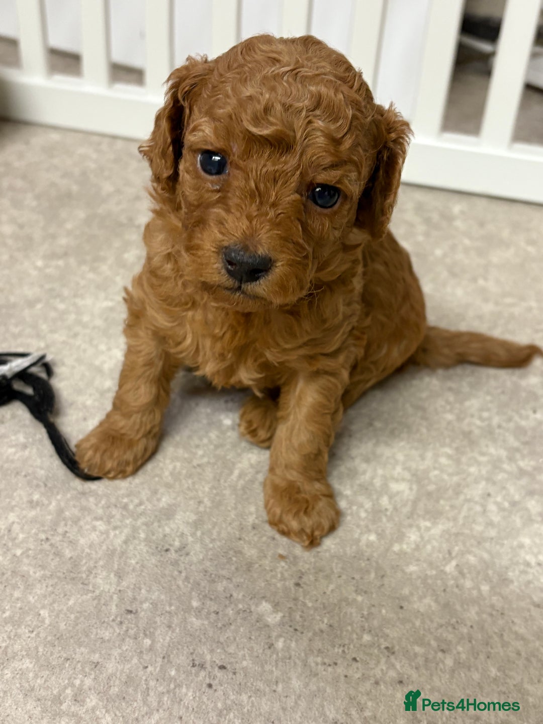 Cockapoo dogs for sale: Cockapoo puppies  - Advert 4