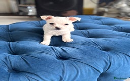Chihuahua dogs for sale: Beautiful white short coat male Chihuahua  - Image 2
