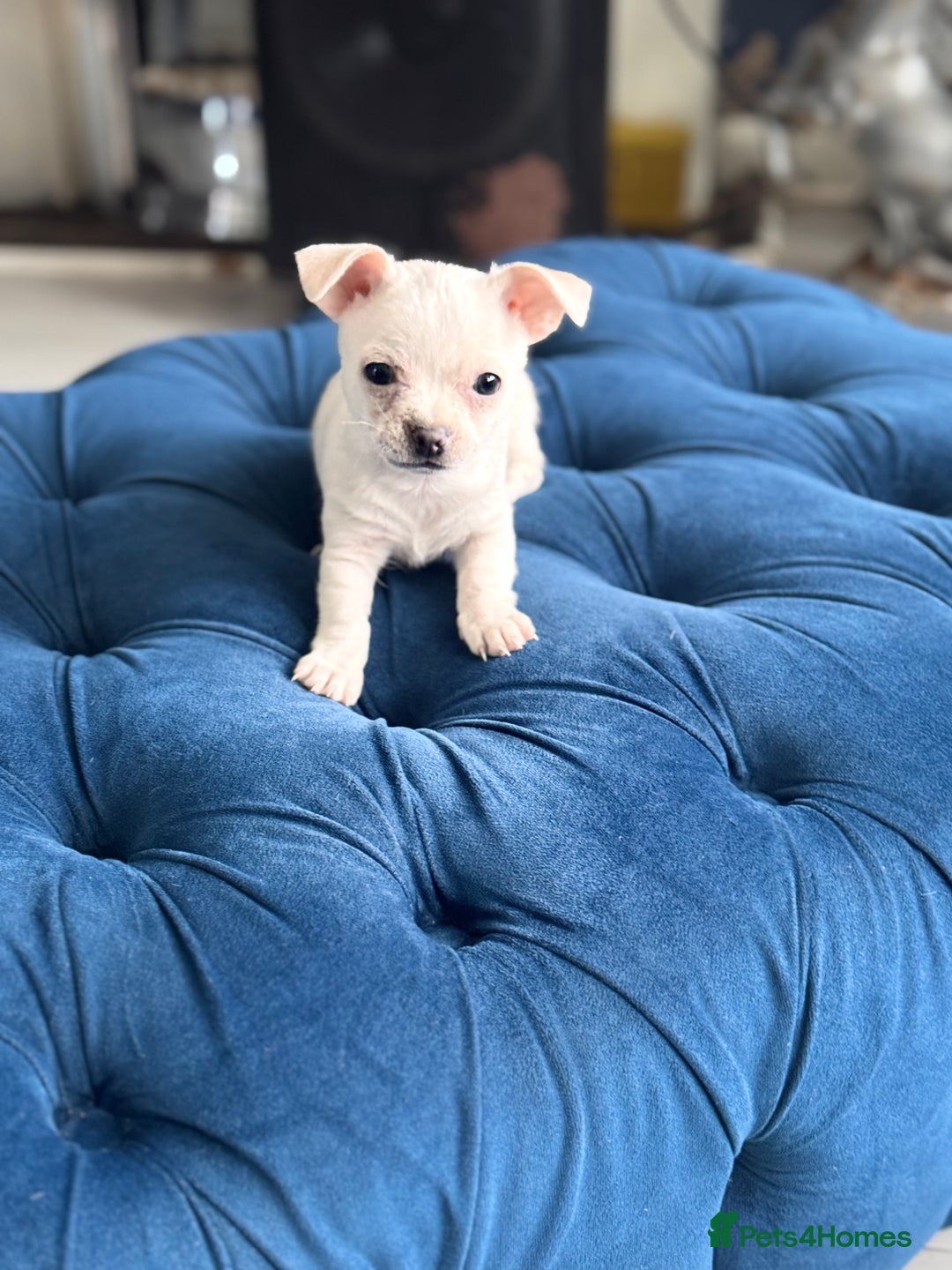 Chihuahua dogs for sale: Beautiful white short coat male Chihuahua  - Image 2