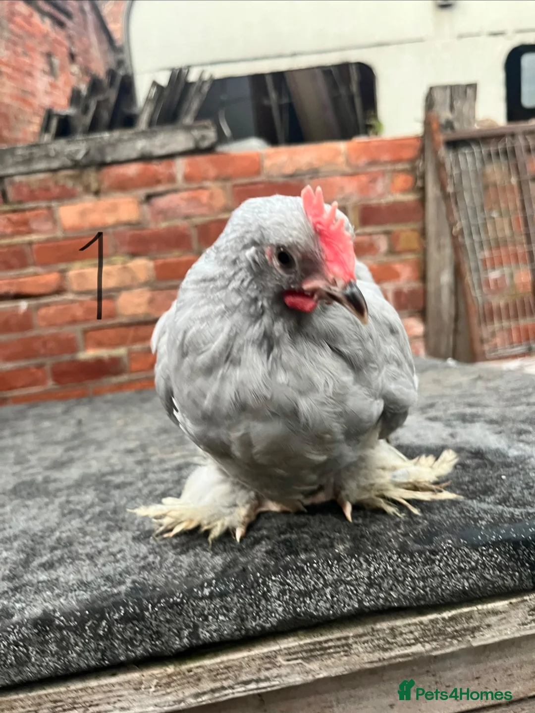 Turkeys poultry for sale: Lavender Pekin Bantam Pullets + Cockerels - Advert 1