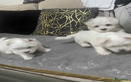 Maltese dogs for sale: Bichon maltese puppye's  - Image 2