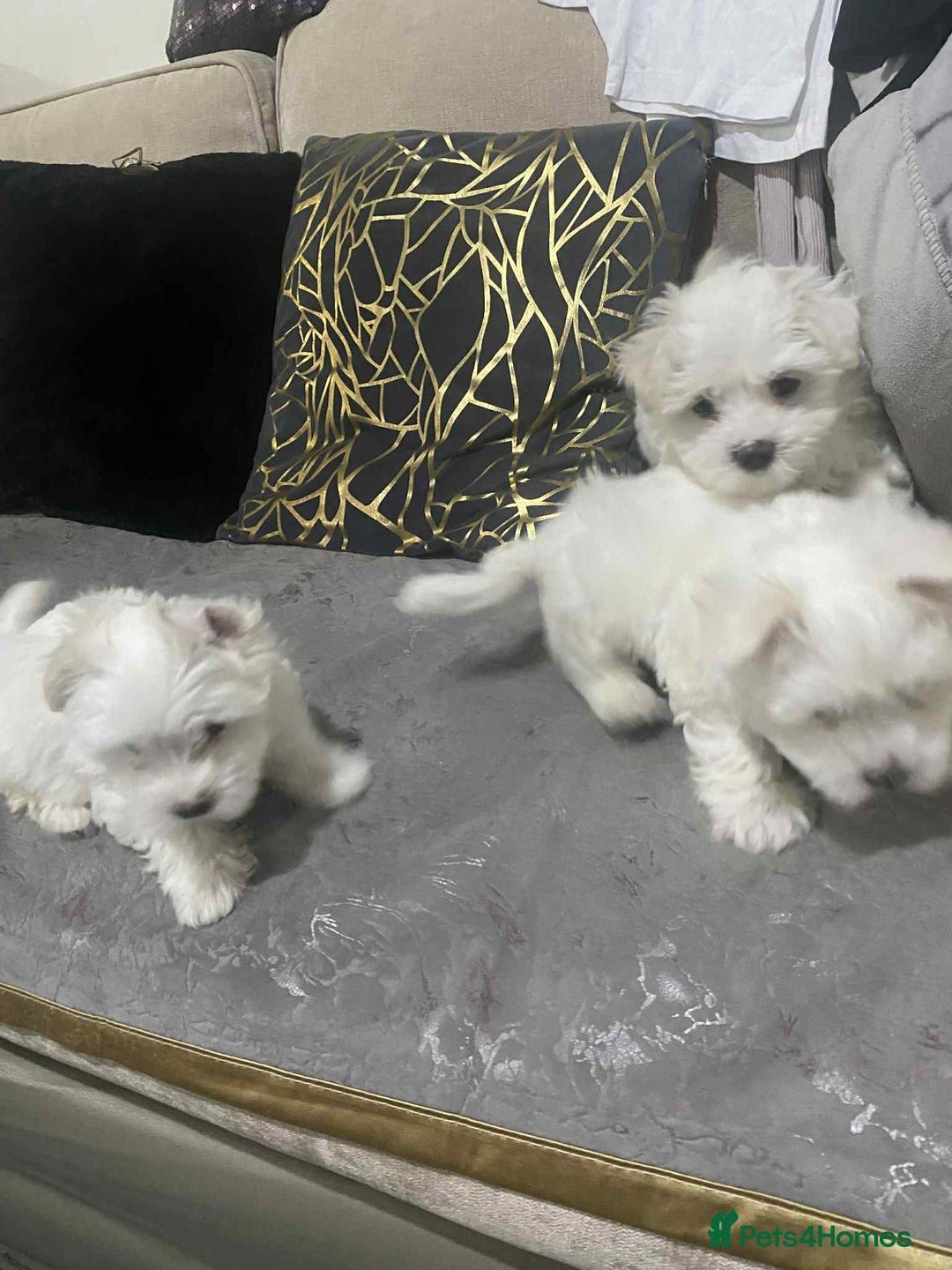 Maltese dogs for sale: Bichon maltese puppye's  - Image 2