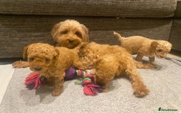 Maltipoo dogs for sale: Toy Maltipoo puppies (all girls) 8 weeks old - Image 8