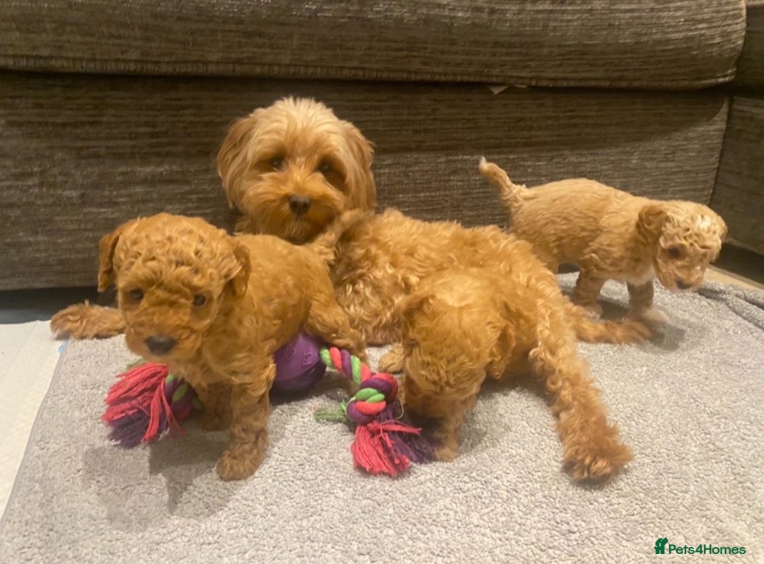 Maltipoo dogs for sale: Toy Maltipoo puppies (all girls) 8 weeks old - Image 8