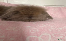 Mini Lion Lop rabbits for sale: Gorgeous fluffy little mini lion lop baby bunny’s  - Advert 4