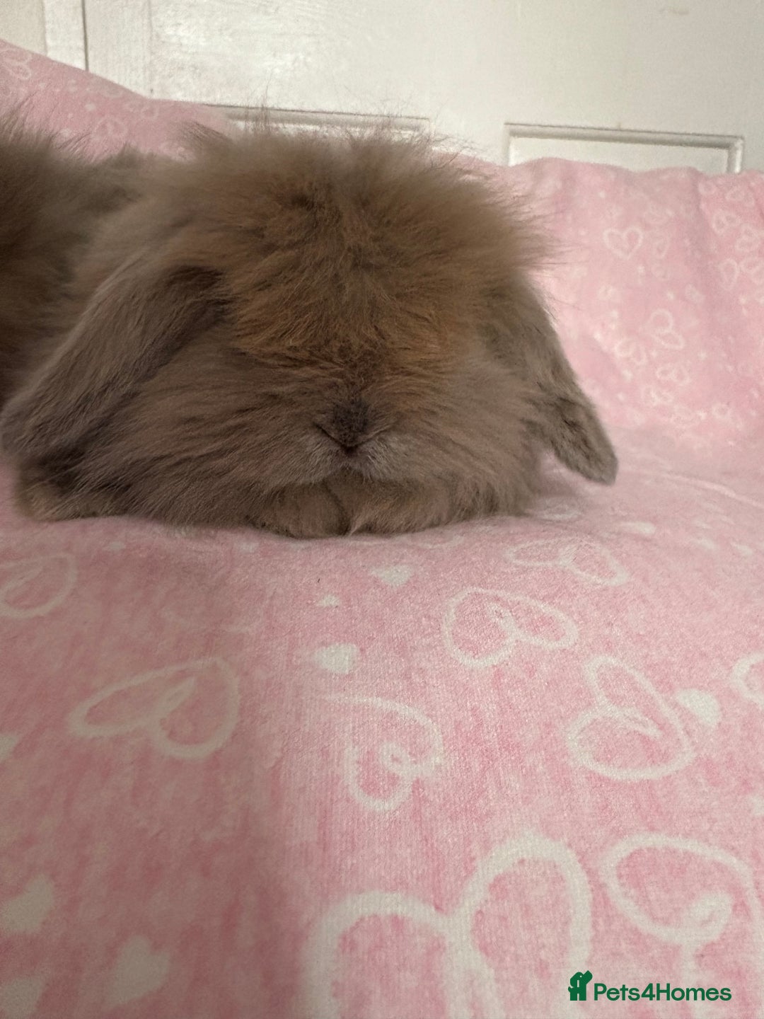 Mini Lion Lop rabbits for sale: Gorgeous fluffy little mini lion lop baby bunny’s  - Advert 4