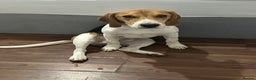 Beagle dogs for sale: Beagle - 8 months  - Advert 2