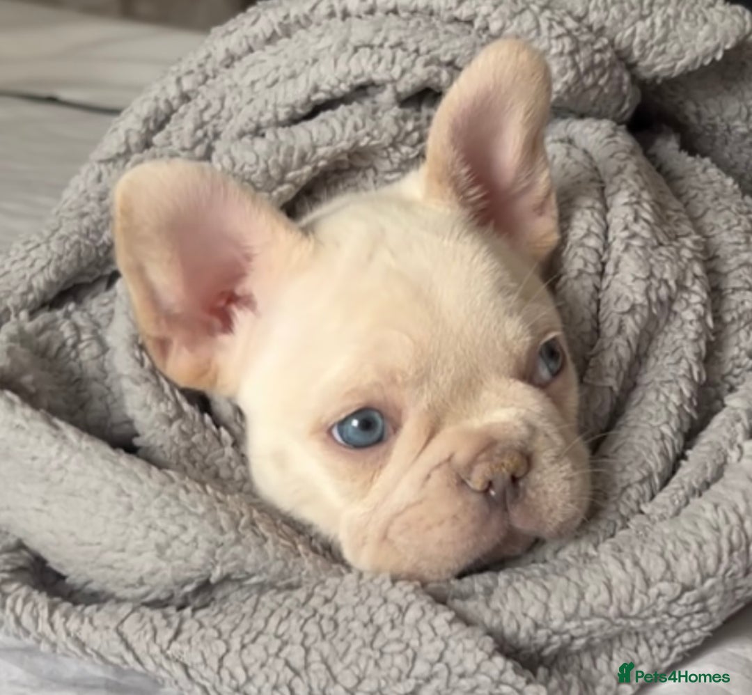 French Bulldog dogs for sale: Outstanding KC registered French Bulldog puppies - Advert 4