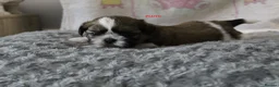 Shih Tzu dogs for sale: KC reg CUTE SHIH TZU BOY PUPPIES - Advert 5