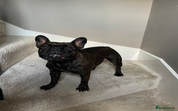 French Bulldog dogs for sale: French Bulldog - 7 years old  - Image 7