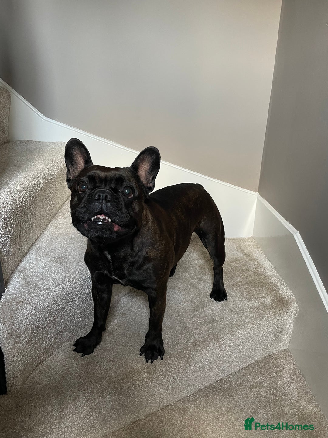 French Bulldog dogs for sale: French Bulldog - 7 years old  - Image 7