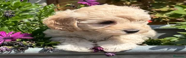 Cockapoo 6