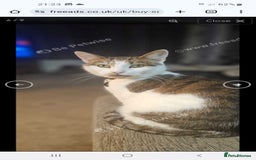 Mixed Breed cats for sale: Dobby - Image 2