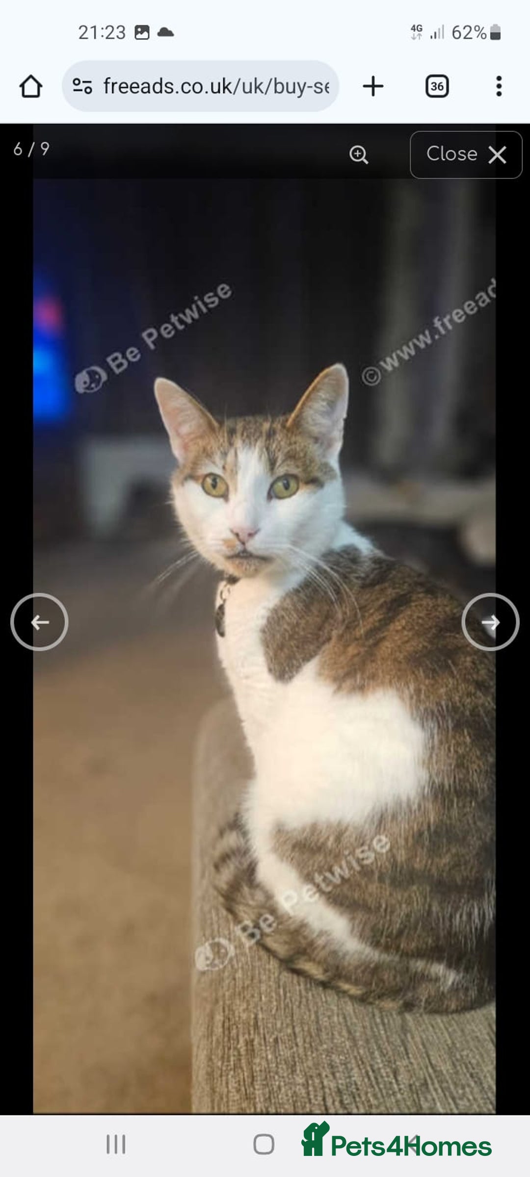 Mixed Breed cats for sale: Dobby - Image 2