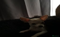 Chihuahua dogs for sale: Gorgeous tiny chibuahuas - Image 5