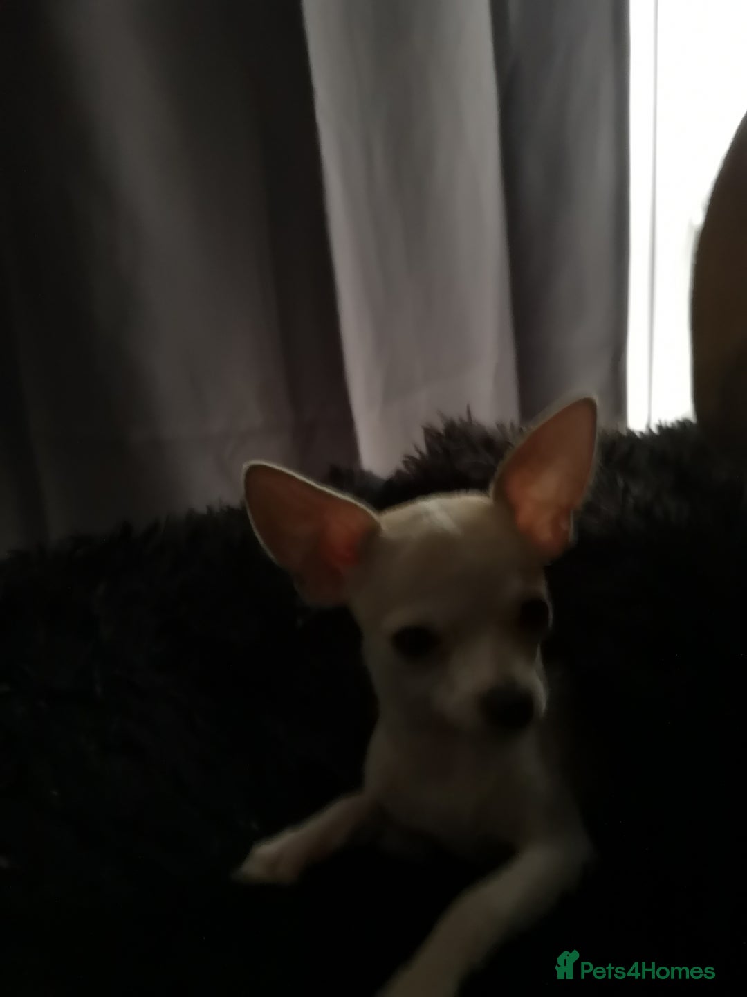 Chihuahua dogs for sale: Gorgeous tiny chibuahuas - Image 5