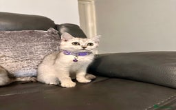 British Shorthair cats for sale: British Shorthair kittens Tica  - Image 3