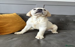 Labrador Retriever dogs for sale: 2 Trained Labradors for Sale  - Image 3