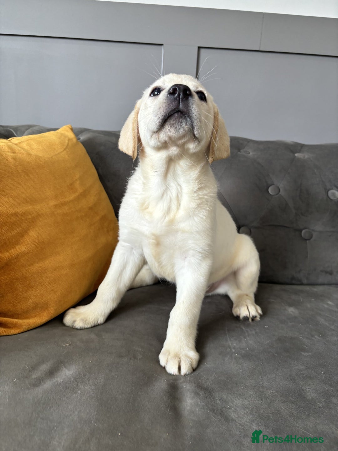 Labrador Retriever dogs for sale: 2 Trained Labradors for Sale  - Image 3
