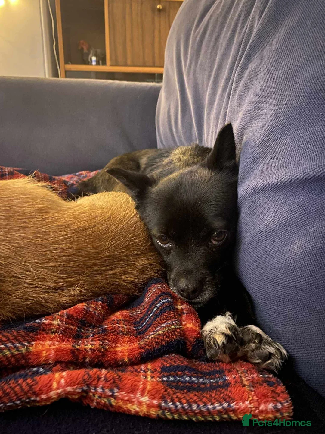 Mixed Breed dogs for adoption: Adorable Trixie is ready for her forever home - Advert 3