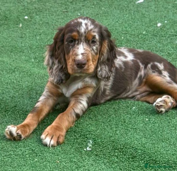 Cocker Spaniel dogs KC cocker spaniel puppies.  - Advert 11