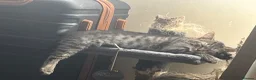 Ragdoll cats for sale: Ragdoll cross tabby kittens - Advert 4