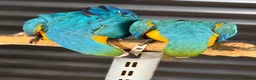 Macaws birds for sale: Blue & Gold Macaws - Advert 3
