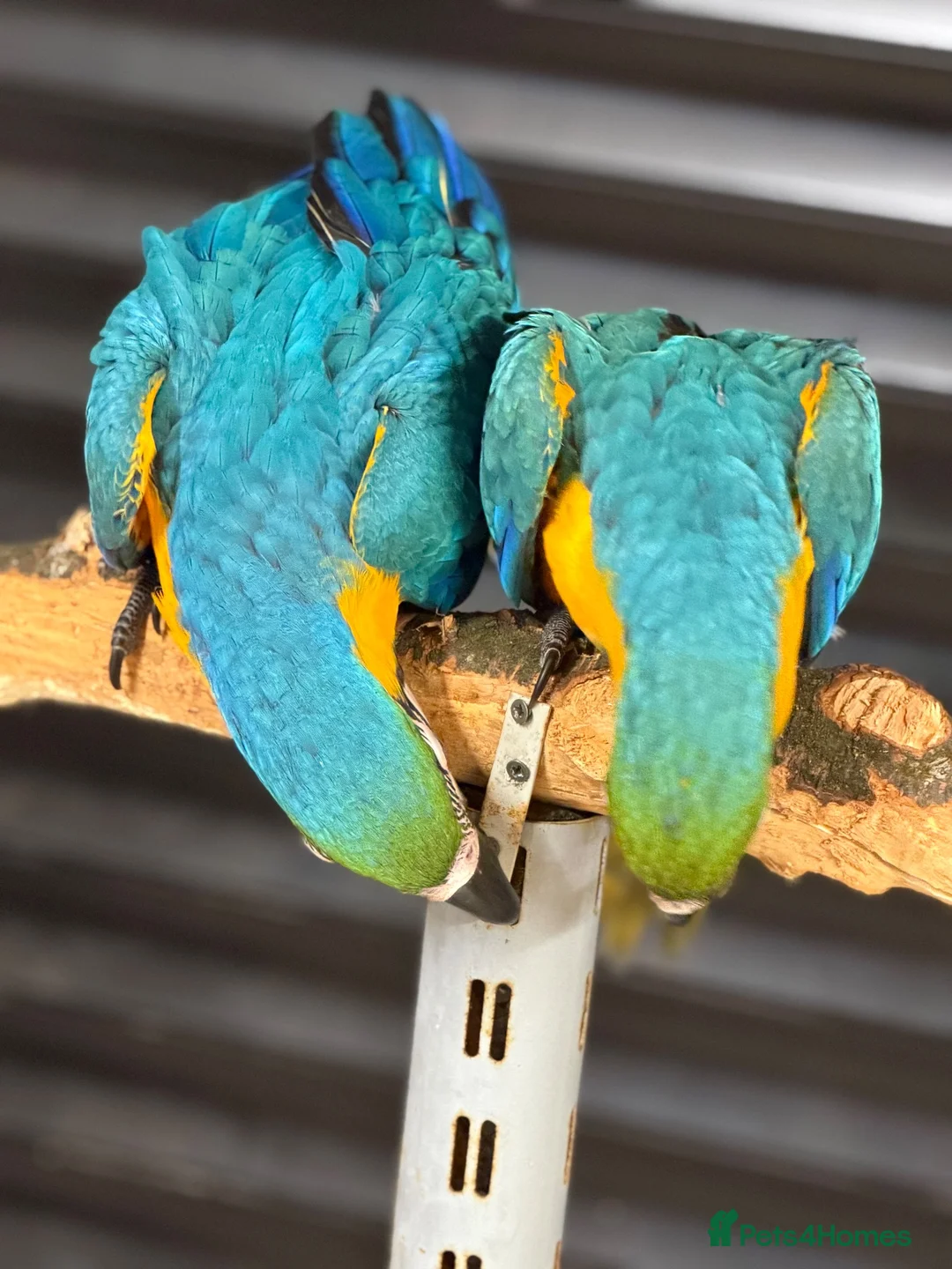 Macaws birds for sale: Blue & Gold Macaws - Advert 3