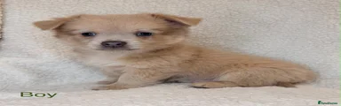 Mochi