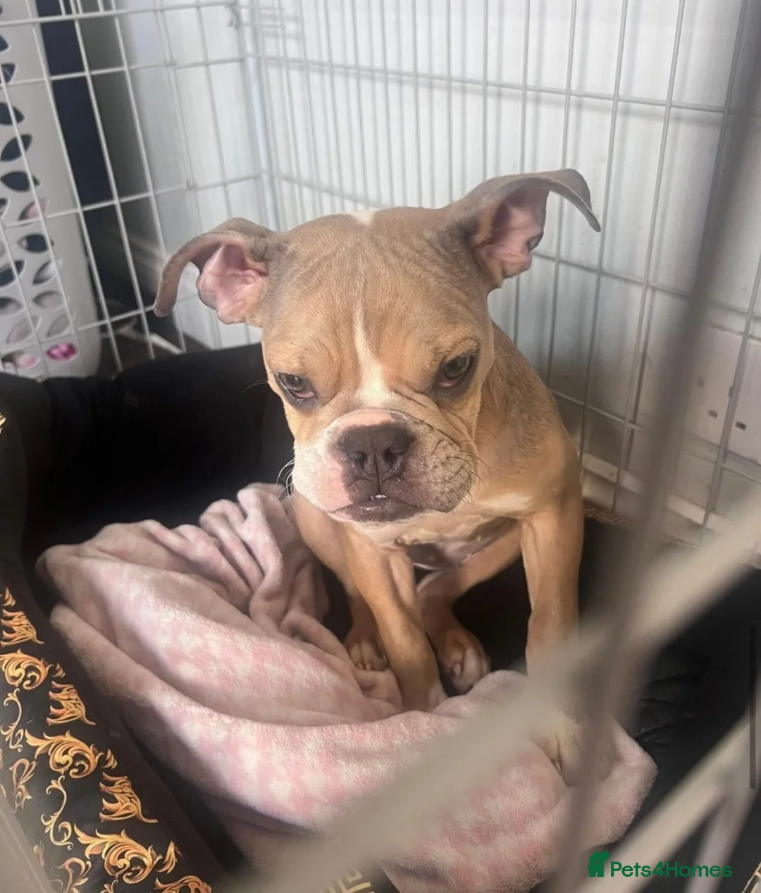 Mixed Breed dogs for sale: 8 month old Bulldog cross   in Durham - Advert 2