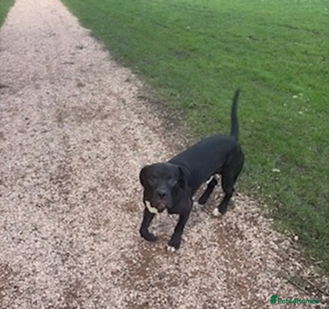 Mixed Breed dogs for sale: 14 month old for sale  - Advert 5