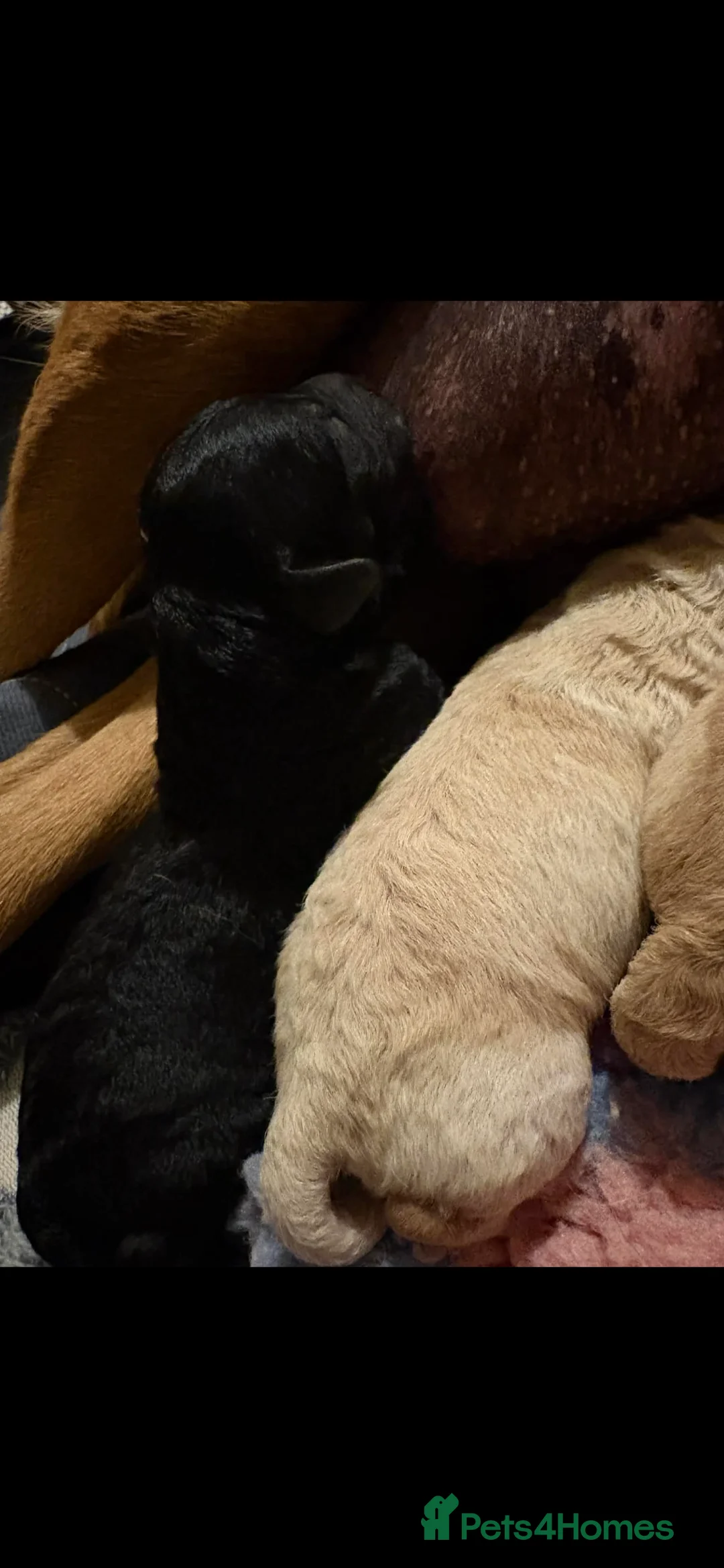 Labradoodle dogs for sale: F1 labradoodle pups by health tested parents - Advert 2