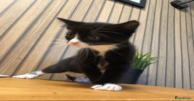 Mixed Breed cats - Advert 15