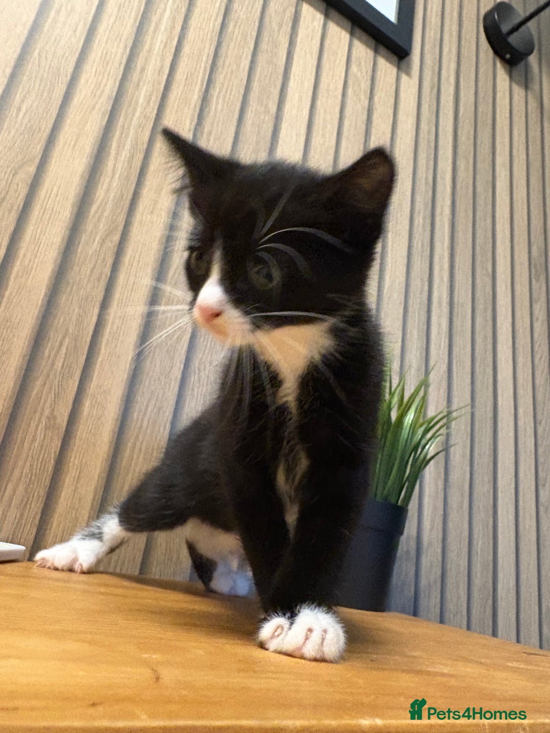 Mixed Breed cats for sale:  Adorable Kittens Ready for Their Forever Homes - Image 2