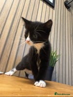 Mixed Breed cats - Advert 15