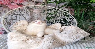 Ragdoll cats - Advert 5