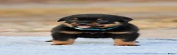 Rottweiler dogs for sale: Phenomenal old fashioned, health tested parents - Advert 9